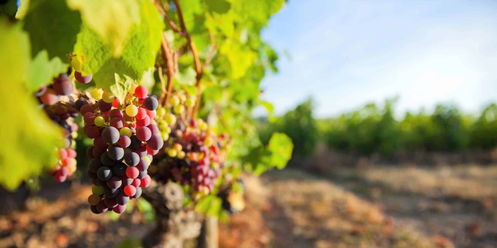 Red grape cluster at St. Croix Vineyards