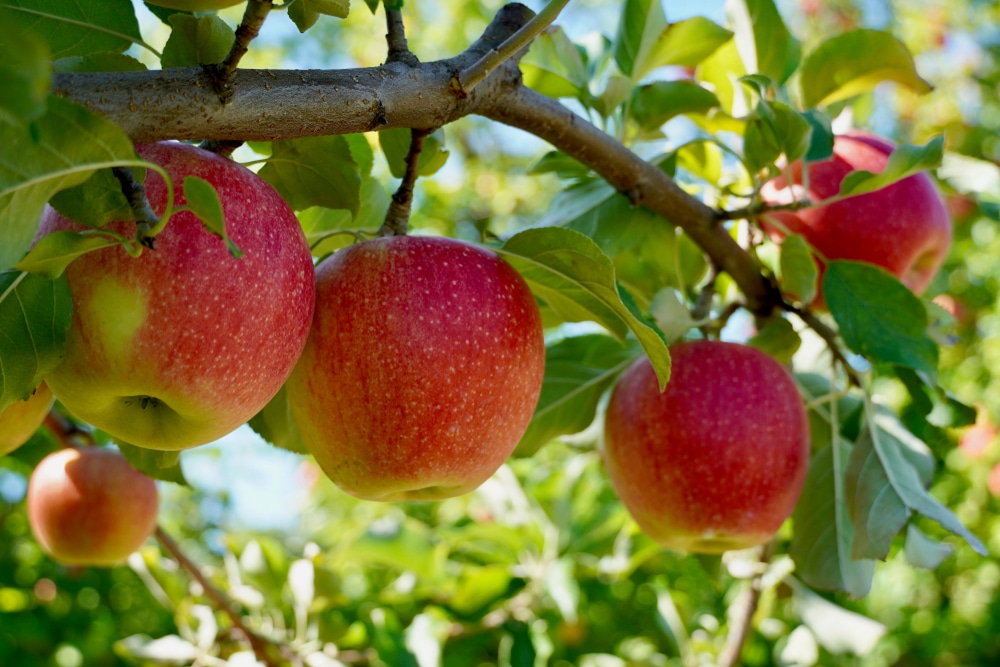 Visit an Apple Orchard in Stillwater MN this Fall 2 Apple Orchard in Stillwater MN