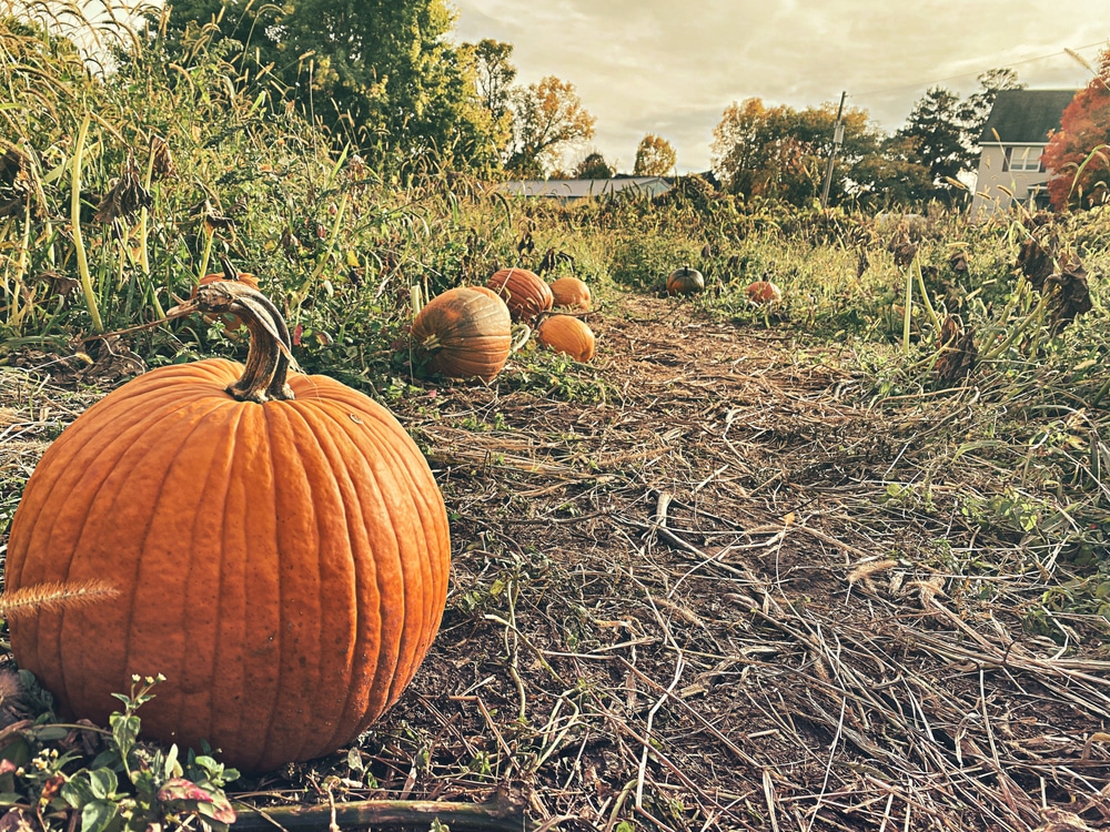 Head to Aamodt's Apple Orchard this Fall 3 Aamodt's Apple Orchard