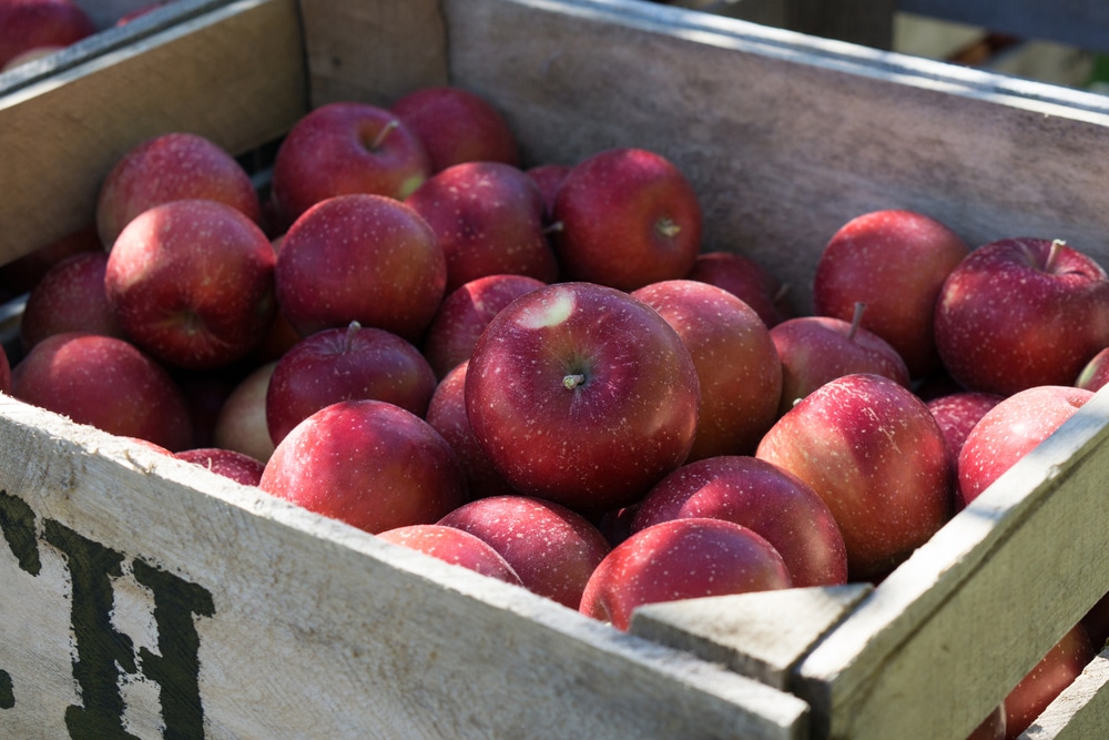 Head to Aamodt's Apple Orchard this Fall 1 Aamodt's Apple Orchard