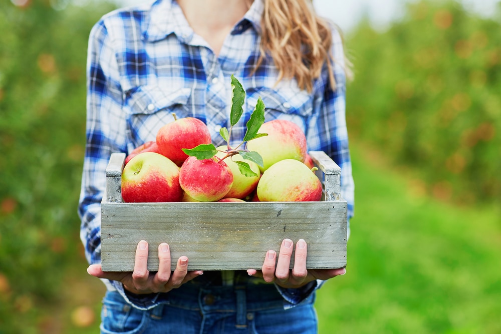 Visit an Apple Orchard in Stillwater MN this Fall 1 apple orchard in Stillwater MN